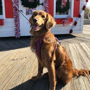 Meet your Posher, Michael